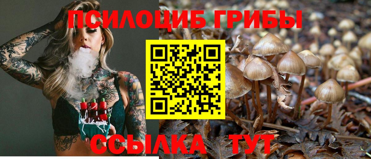 Псилоцибиновые грибы мицелий Екатеринбург